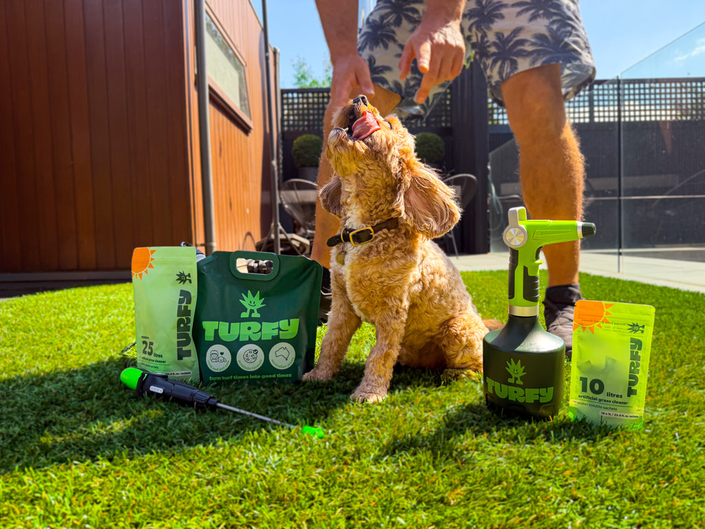 Turfy probiotic artificial grass cleaner with dog on fake grass and man in the background. Pet safe and kid safe together with the Turfy 1L and 2.5L kit on fake grass.