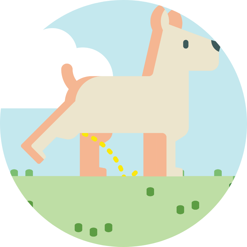 Dog urinating on fake grass.